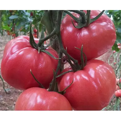 Pink Panther / Пінк Пантер