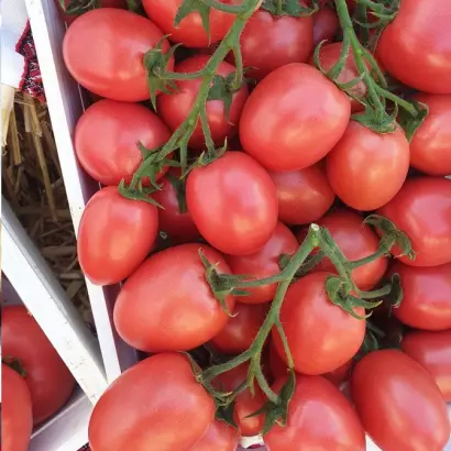 Pink Pioneer / Пінк Піонєр