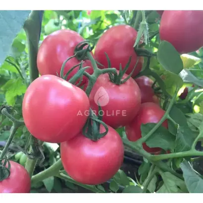 ПІНК СВІТНЕС