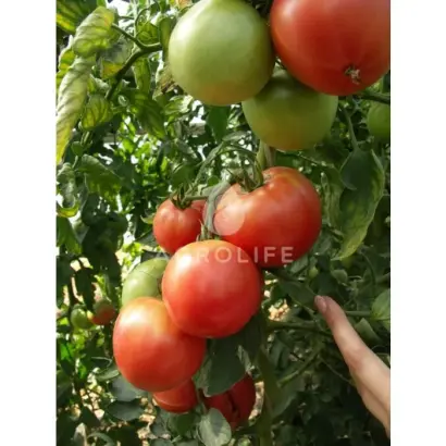 Pink Unicum F1 / Пінк Унікум F1