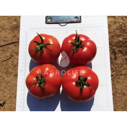 Pinkjain / Пінкджейн