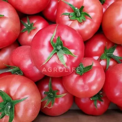 PINKID / ПІНКІД