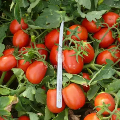 Platon F1 / Платон F1