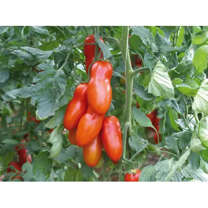 Pozzano / Поззано