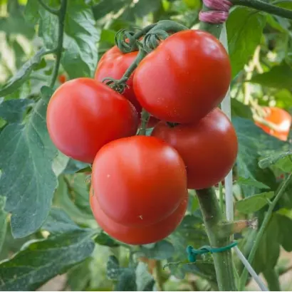 Polfast F1 / Полфаст F1