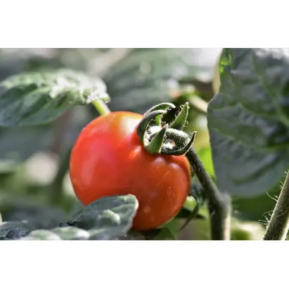 Попільнянський