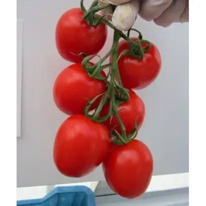 Prunus / Прунус