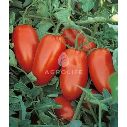 Pullrex F1 / Пулрекс F1