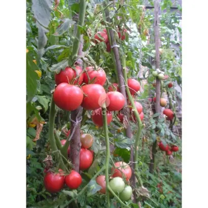 Raissa F1 / Раїса F1