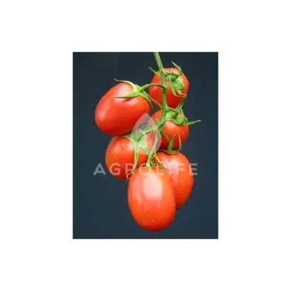 Rapit F1 / Рапіт F1