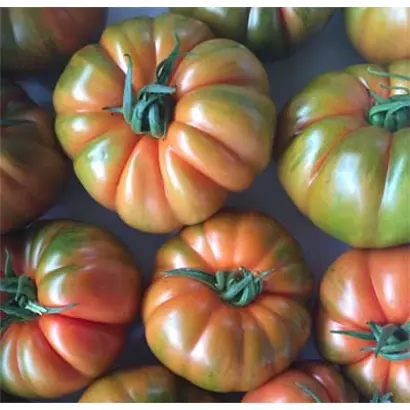 Red koy / Ред Кой