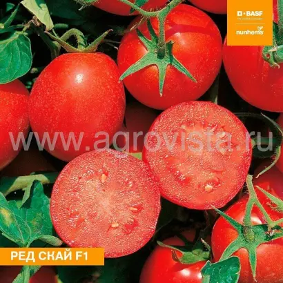 Red Sky / Ред скай