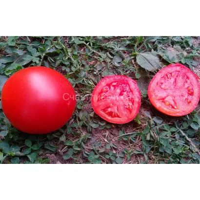 Red Flash / Ред Флеш