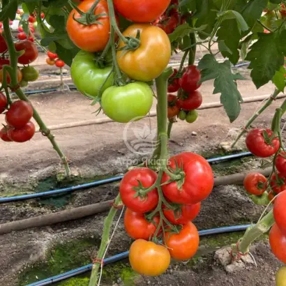 Redsonny / Редсонні