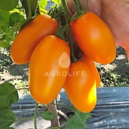 Remembe / Ремембе