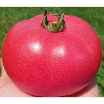 Rosalba / Розалба