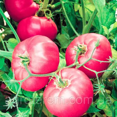 Rosalisa F1 / Розаліса F1