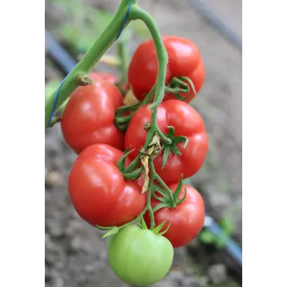 ROZONET / РОЗОНЕТ