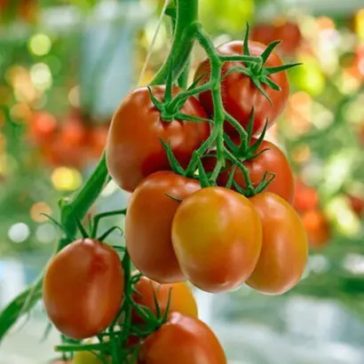 ROMINDO / РОМІНДО