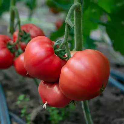 Royalpink / Роялпінк