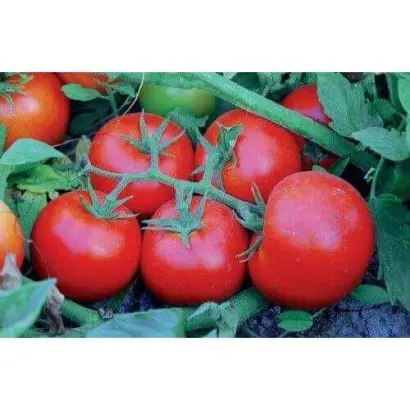 SAGATAN / САГАТАН