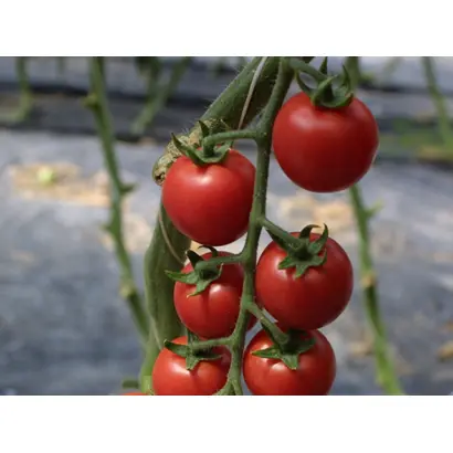 Sakura / Сакура