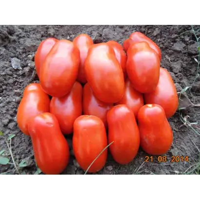 Сан Парадайз