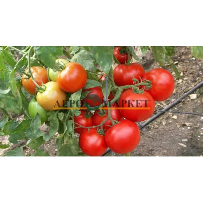 Sunrise F1 / Санрайз F1