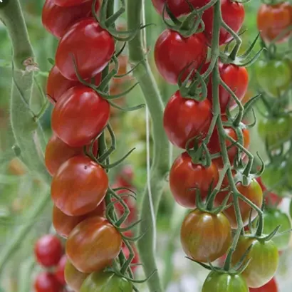 Sunstream / Санстрім