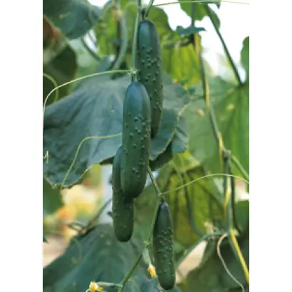 Sargon F1 / Саргон F1