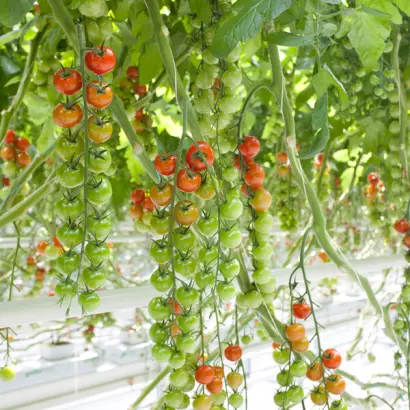 Sassari / Сассарі