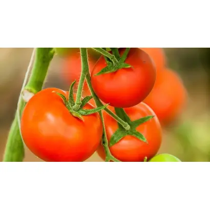 SV3725TH / СВ3725ТЧ