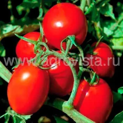 SV8840TM / СВ8840ТМ