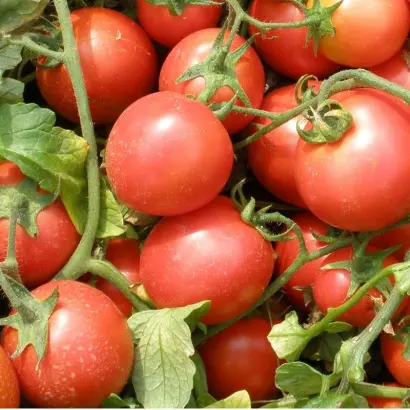 Semaprim F1 / Семапрім F1