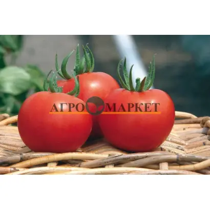 Siluet F1 / Сілует F1