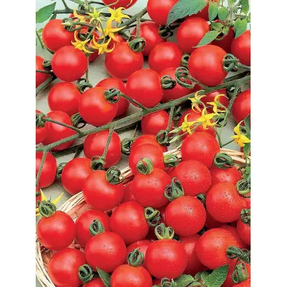 Spencer / Спенсер