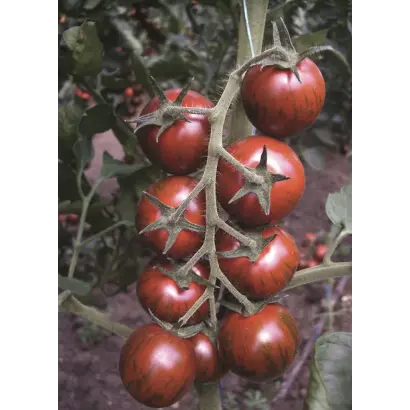 Tiger / Тайгер