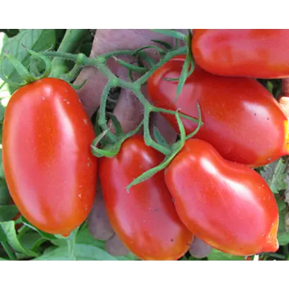 TALENT / ТАЛЕНТ