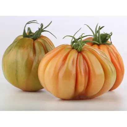 Tarquito / Таркюто