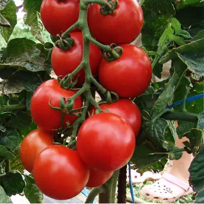 Tastier / Тастієр