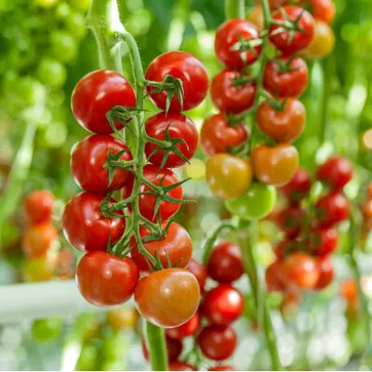 Tatami / Татамі