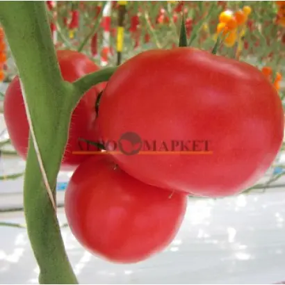 TATEMARU MUCHOO / ТАТЕМАРУ МУЧО