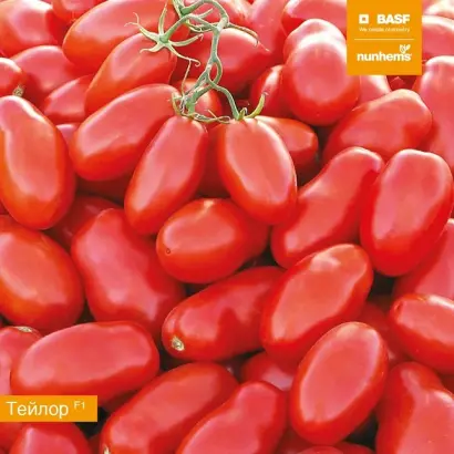 TAYLOR / ТЕЙЛОР