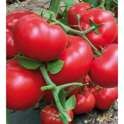 Temis F1 / Темис F1