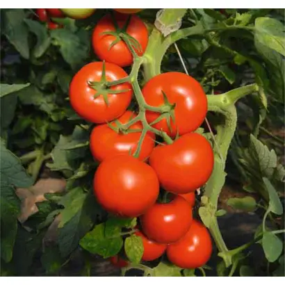 Tomoko / Томоко