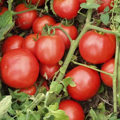 Topkapi / Топкапі