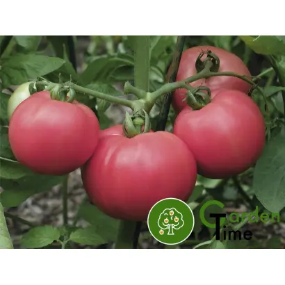 Torbay F1 / Торбей F1