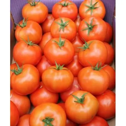 Torero / Тореро