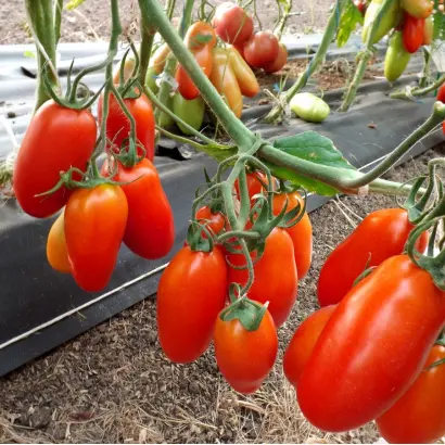 Torros F1 / Торрос F1