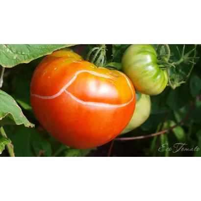 TREDICY / ТРЕДІСІ